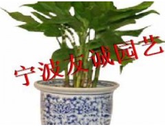 寧波花卉出租 寧波花木出租 花草出租 綠植養(yǎng)護-友誠園藝